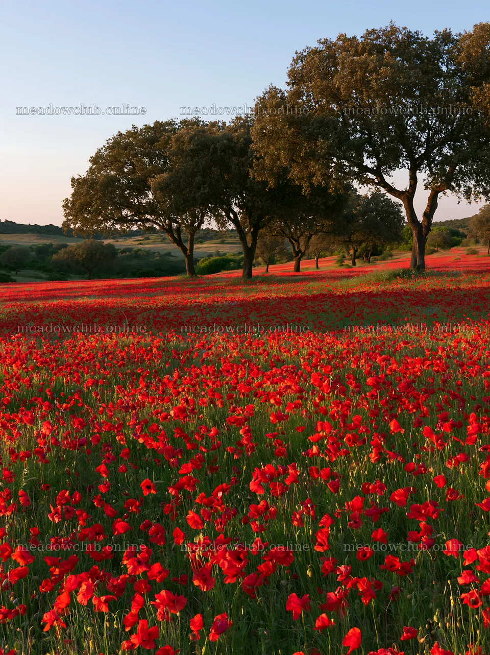 Colorful poppy meadow under trees in a sunny landscape – meadow photos 6866x9174