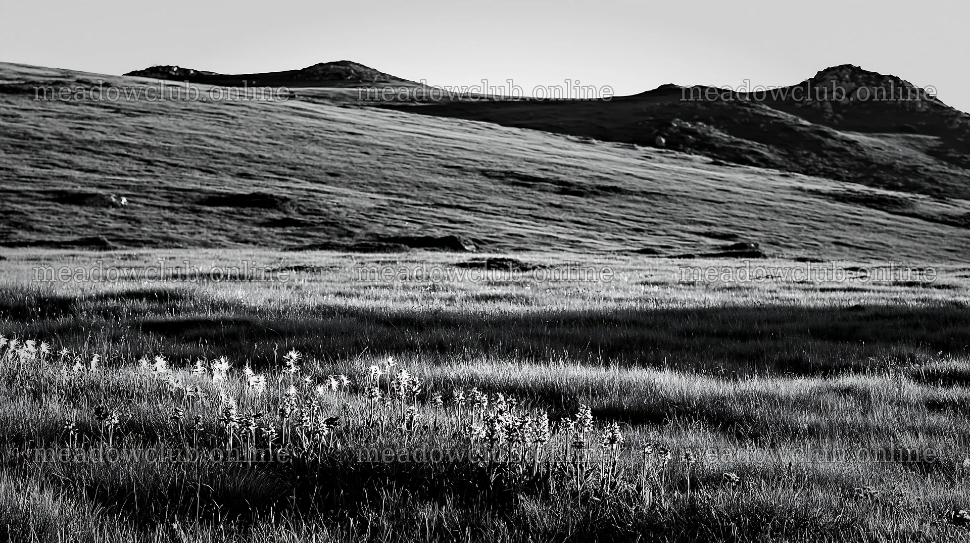 Regenerative meadow under soft light in black and white – meadow photos 10608x5938