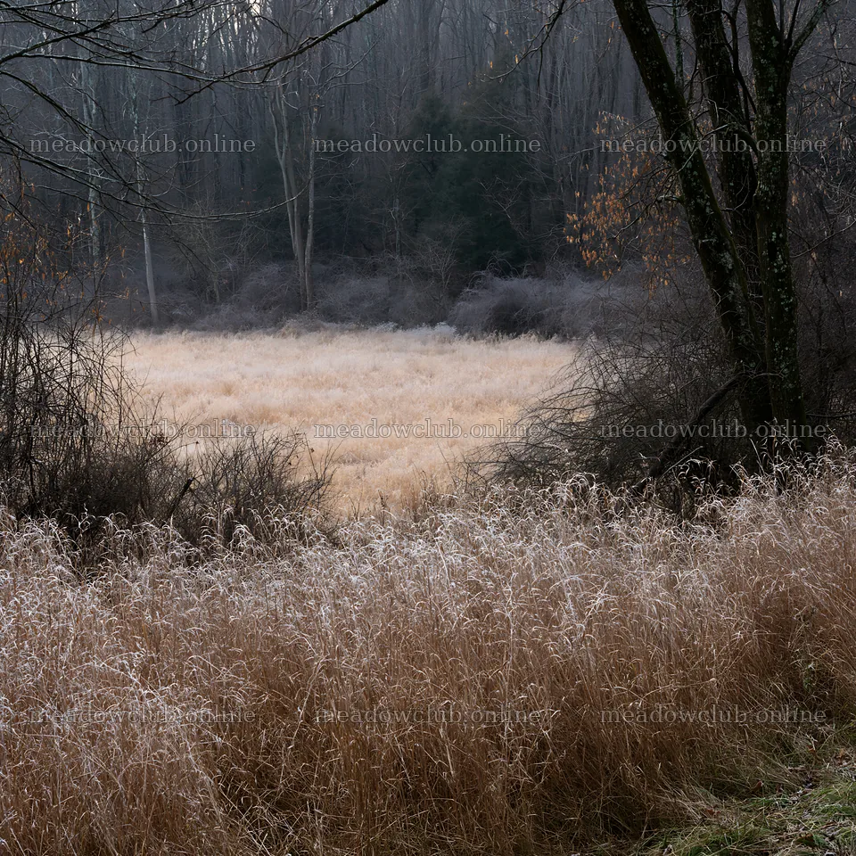 Wooded valley meadow with tall grass and bare trees – meadow photos 7938x7938