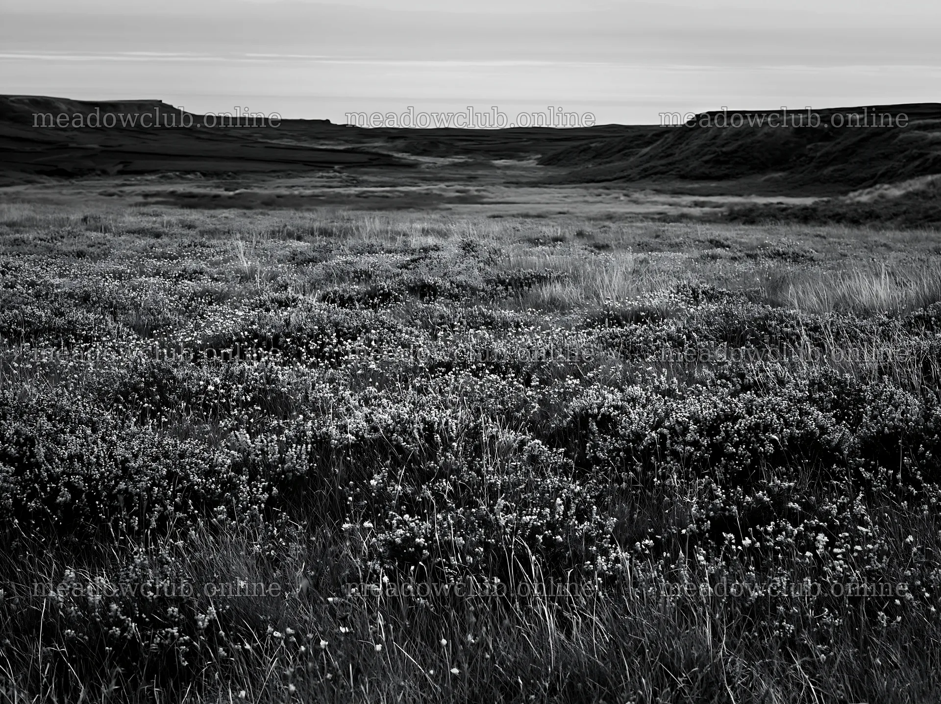Aurora meadow coast landscape in black and white – meadow photos 9174x6866