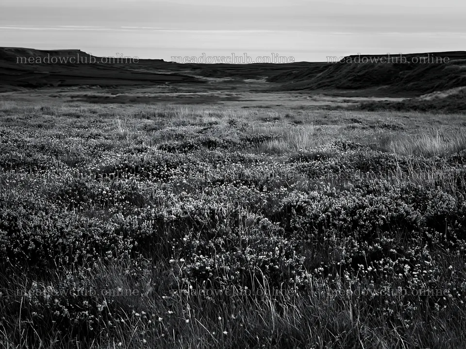 Aurora meadow coast landscape in black and white – meadow photos 9174x6866