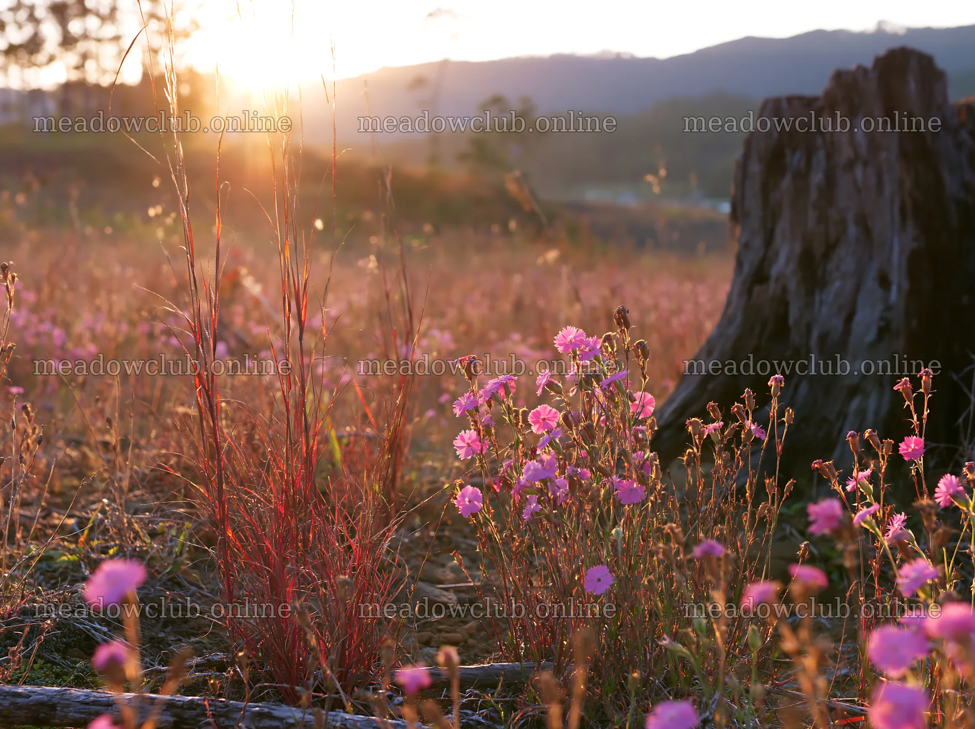 Fukushima native meadow with weathered stump – meadow photos 9174x6866