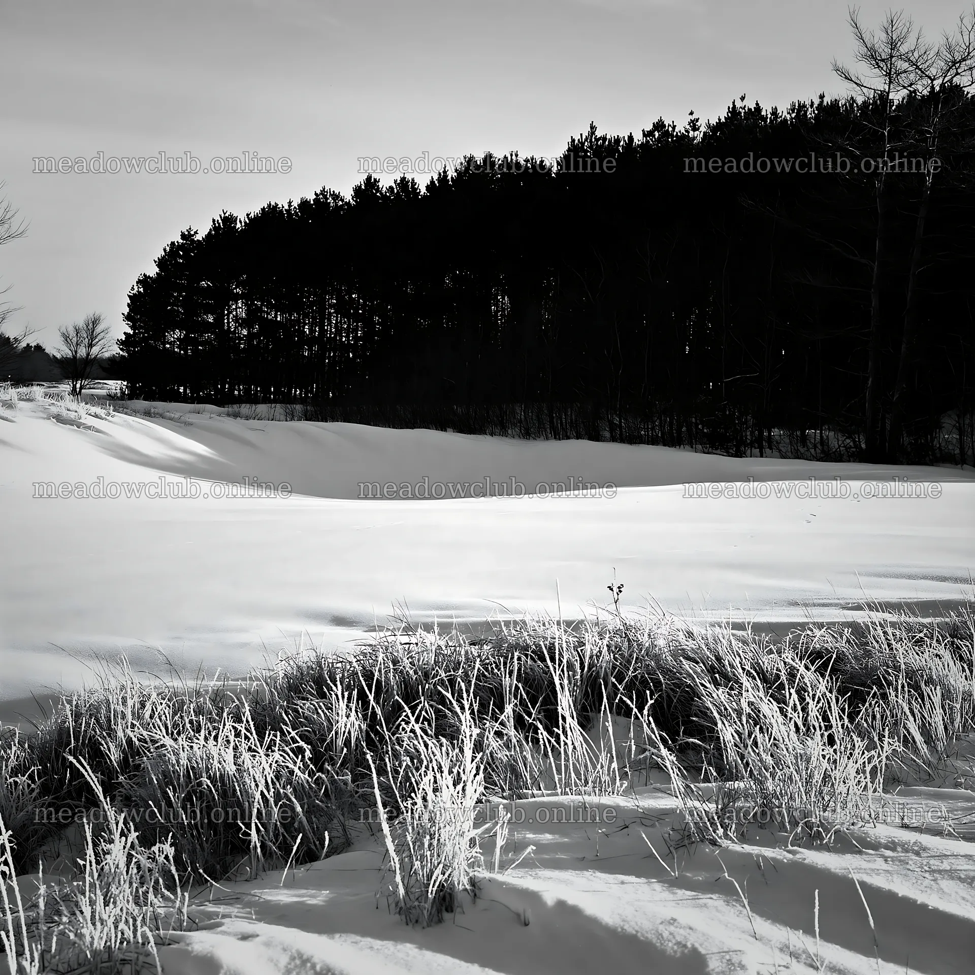 Dune meadow snow covers ground with trees in background – meadow photos 7938x7938