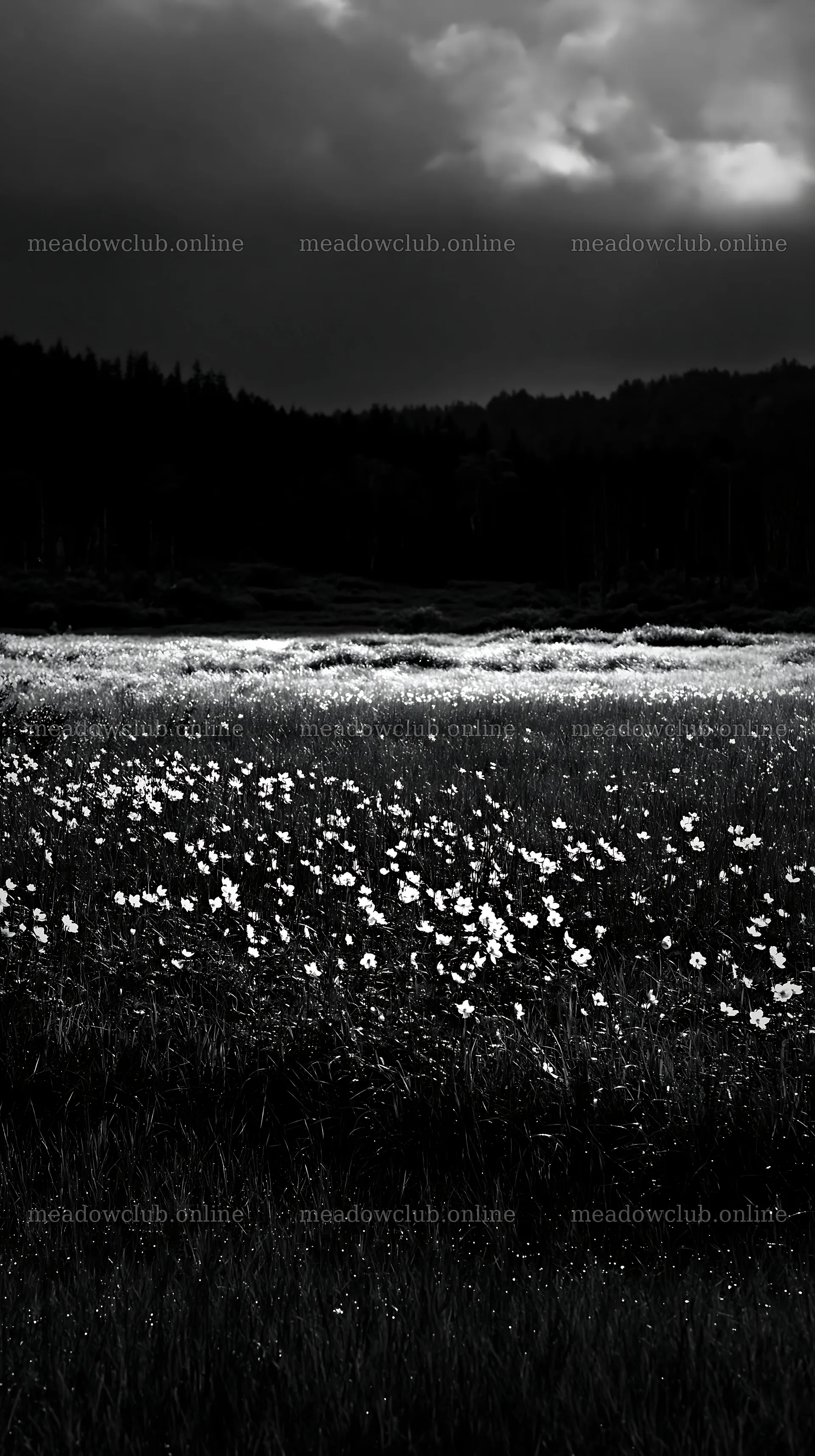Akita snowmelt meadow with silver grasses in the evening light – meadow photos 5938x10608