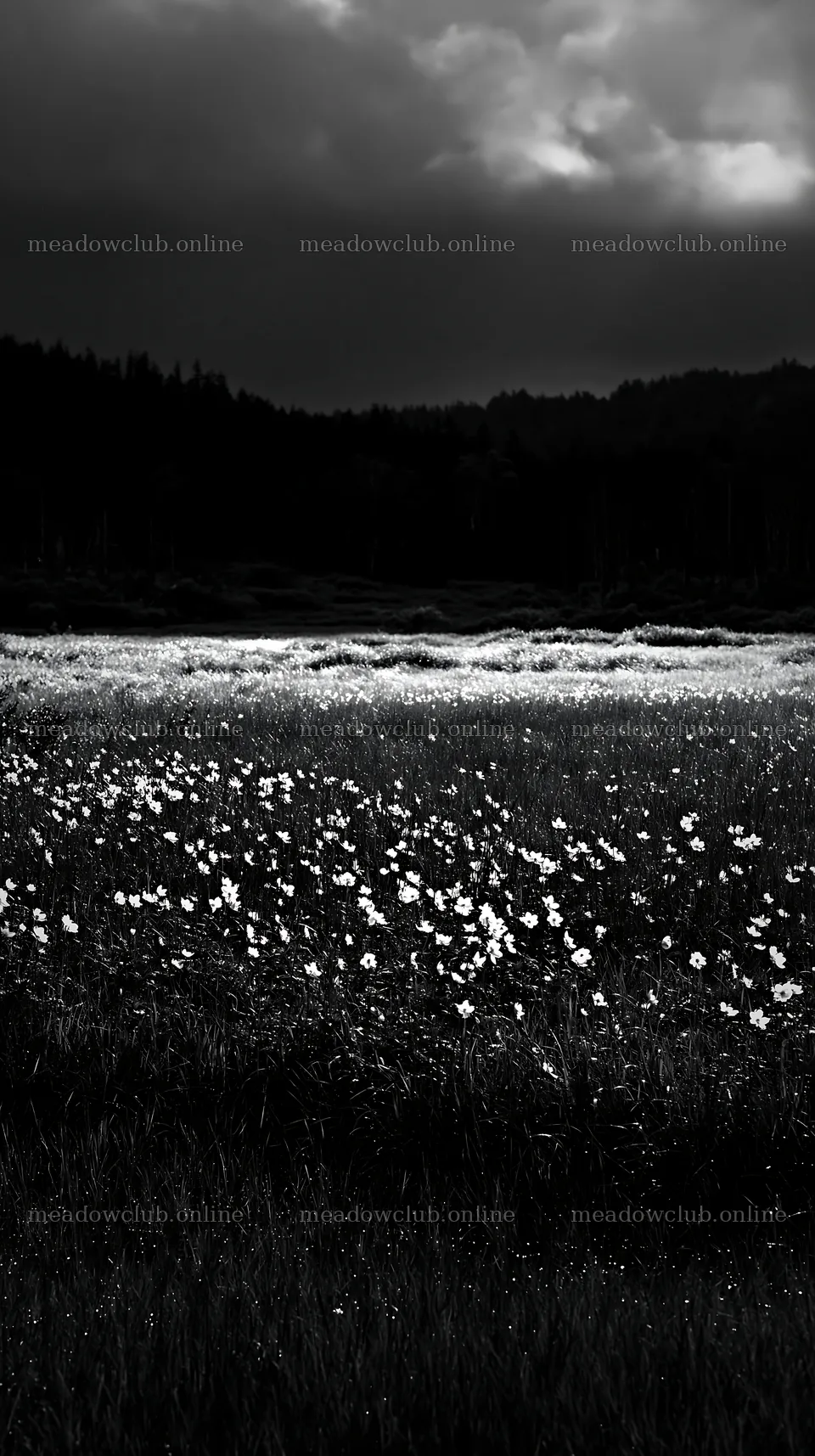 Akita snowmelt meadow with silver grasses in the evening light – meadow photos 5938x10608