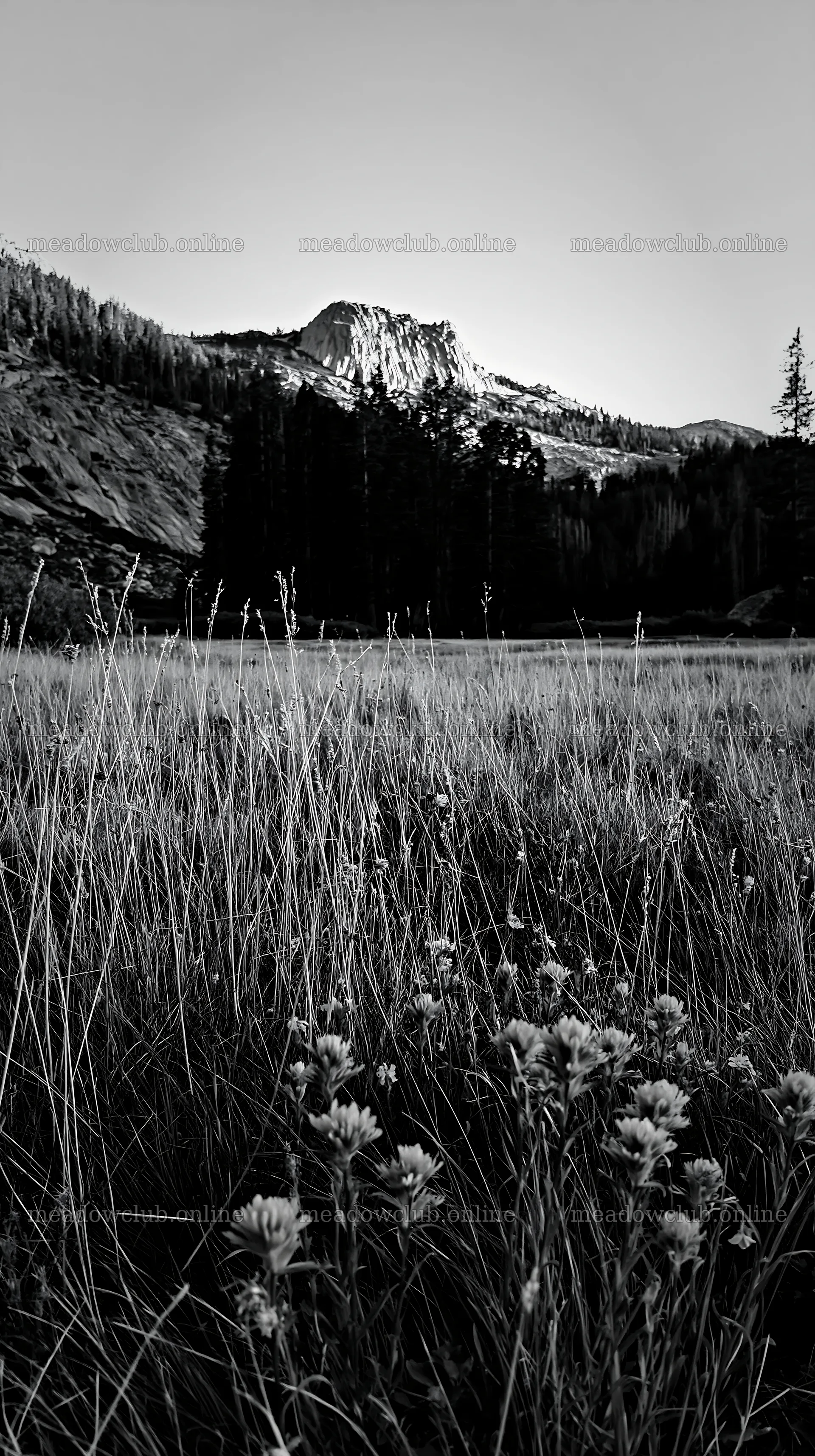 Tall grass meadow with mountain and trees in background – meadow photos 5938x10608