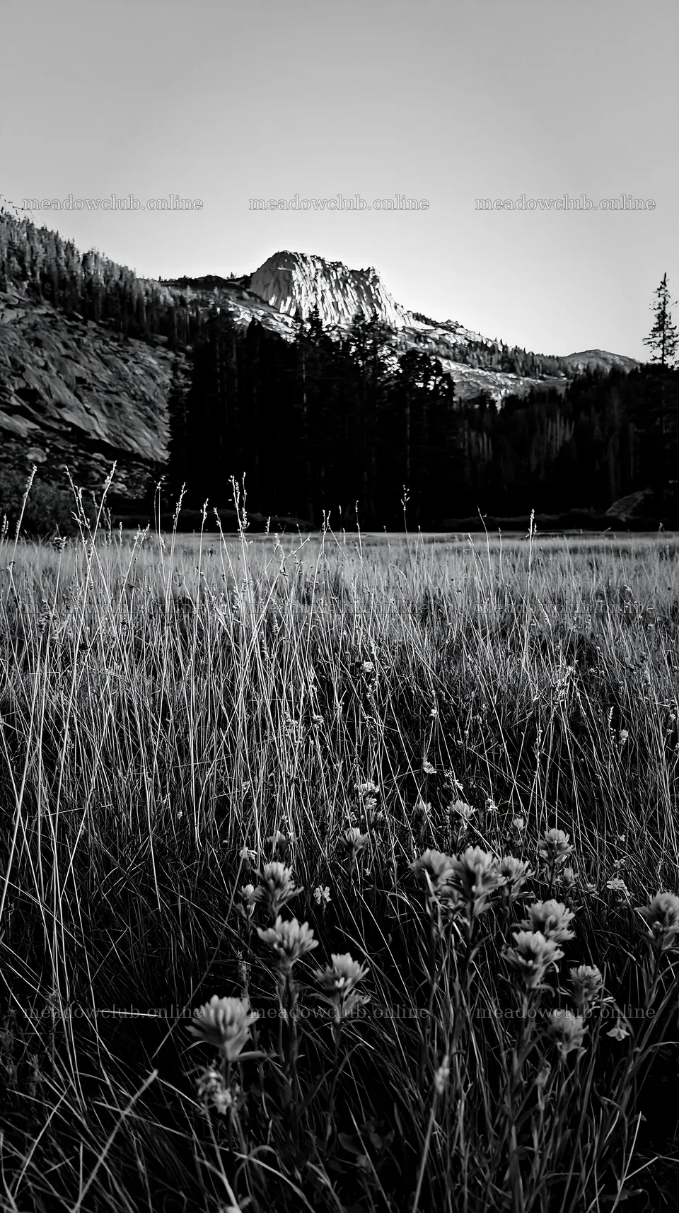 Tall grass meadow with mountain and trees in background – meadow photos 5938x10608
