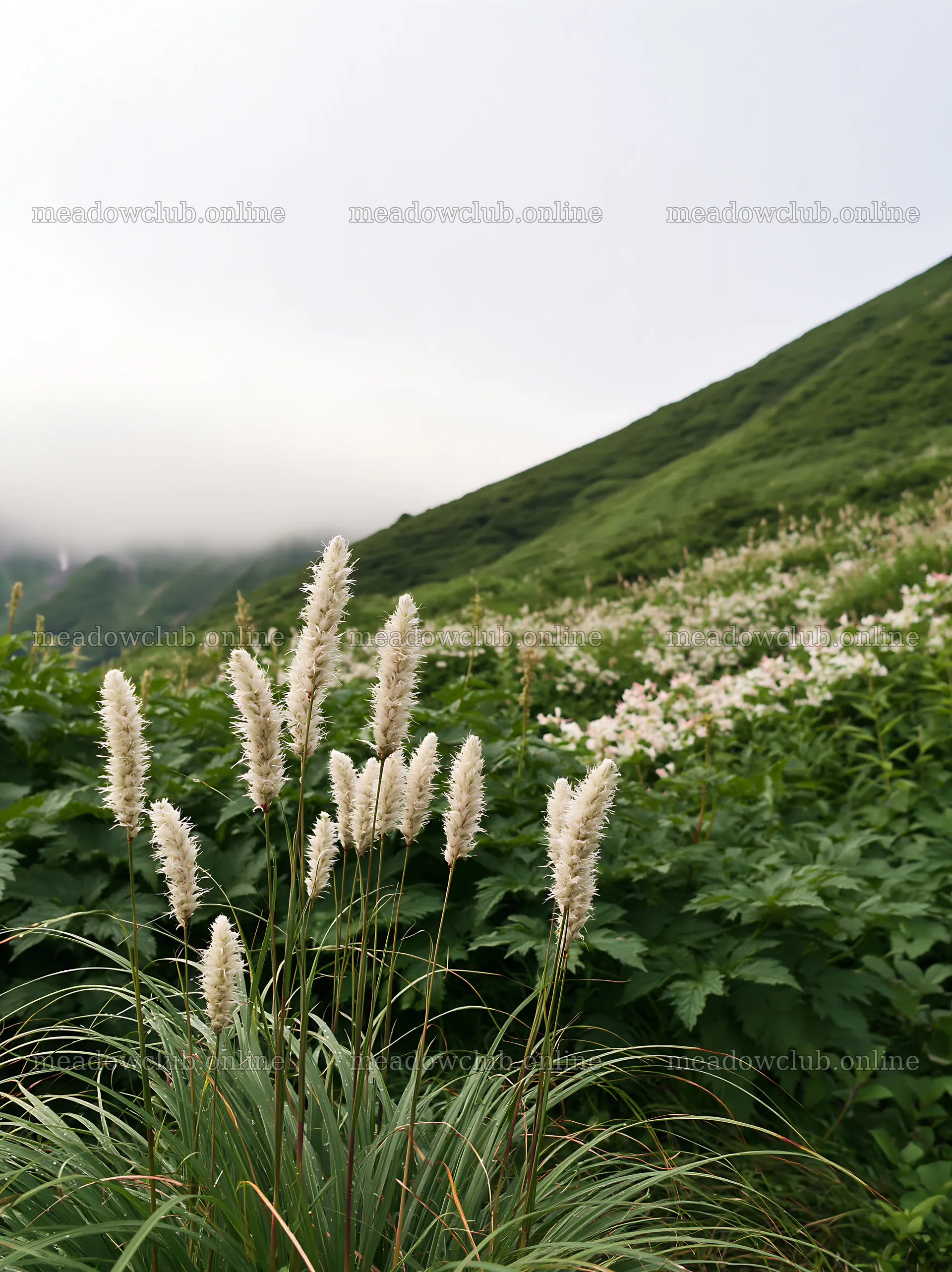 Iwate meadow with seedheads and green hills after rain – meadow photos 6866x9174