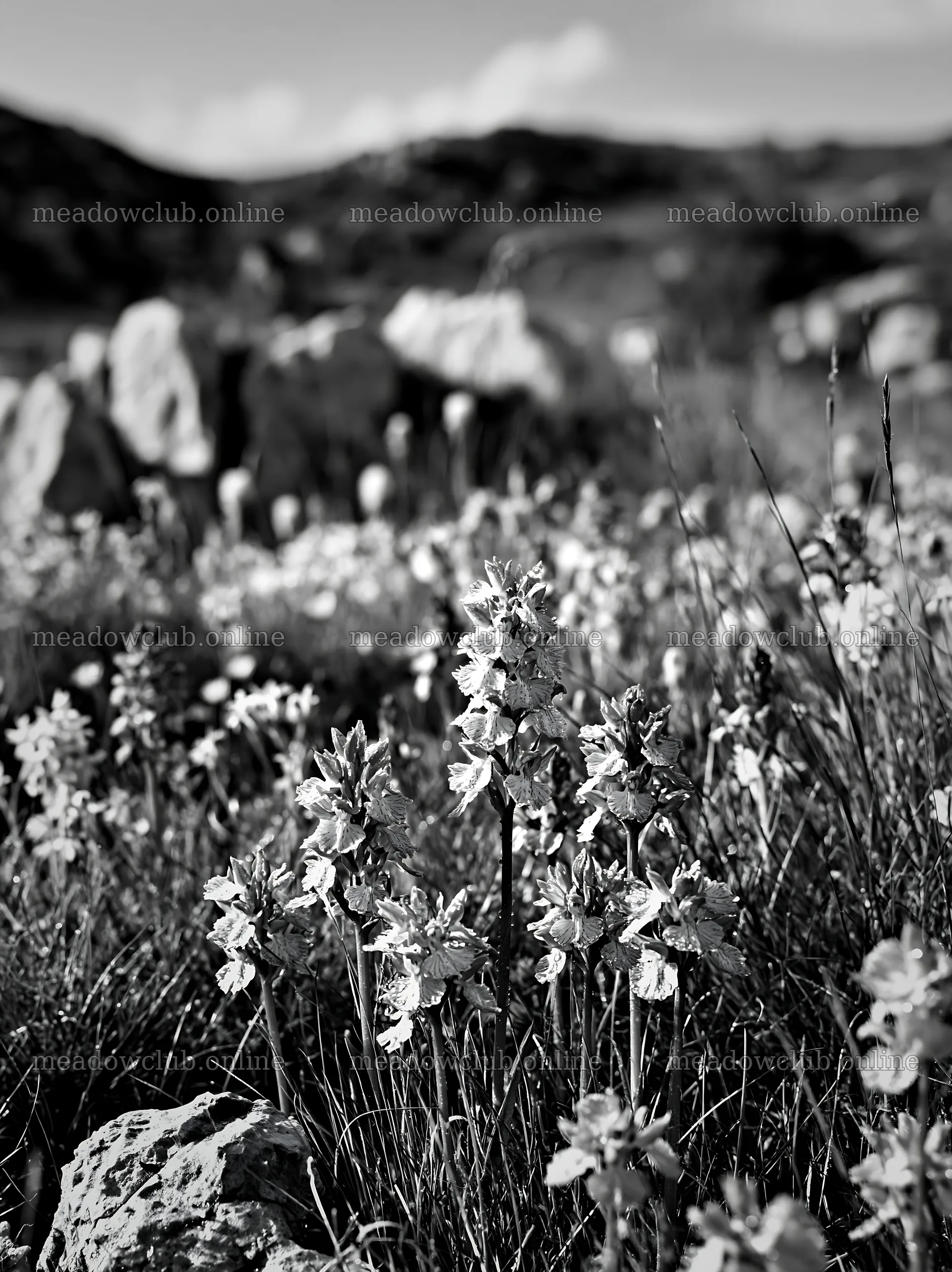 Colorful orchid meadow with rocks in natural landscape – meadow photos 6866x9174