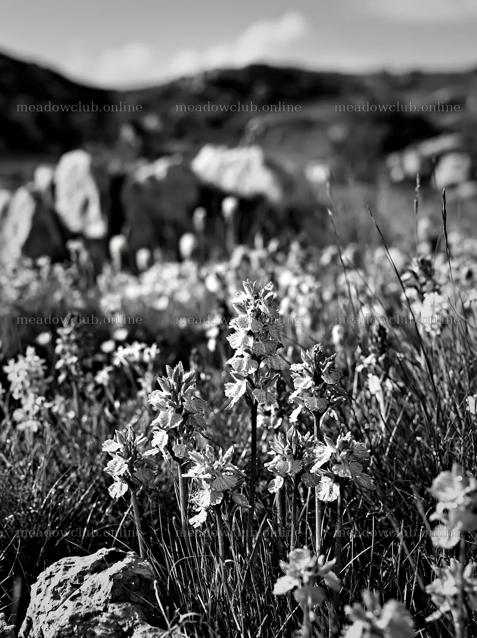 Colorful orchid meadow with rocks in natural landscape – meadow photos 6866x9174