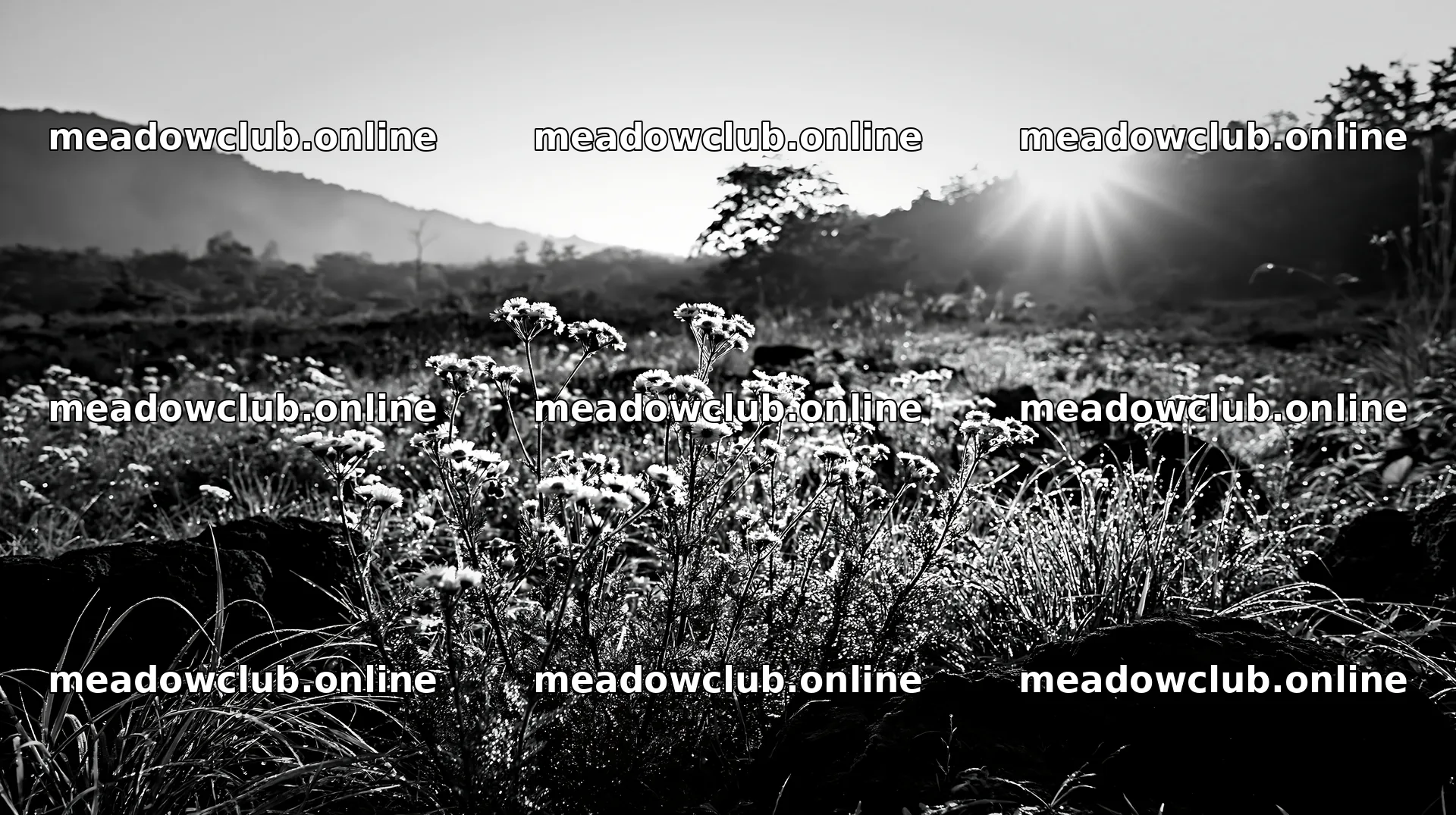 Yamanashi regenerative meadow with basalt stones and wildflowers – meadow photos 10608x5938