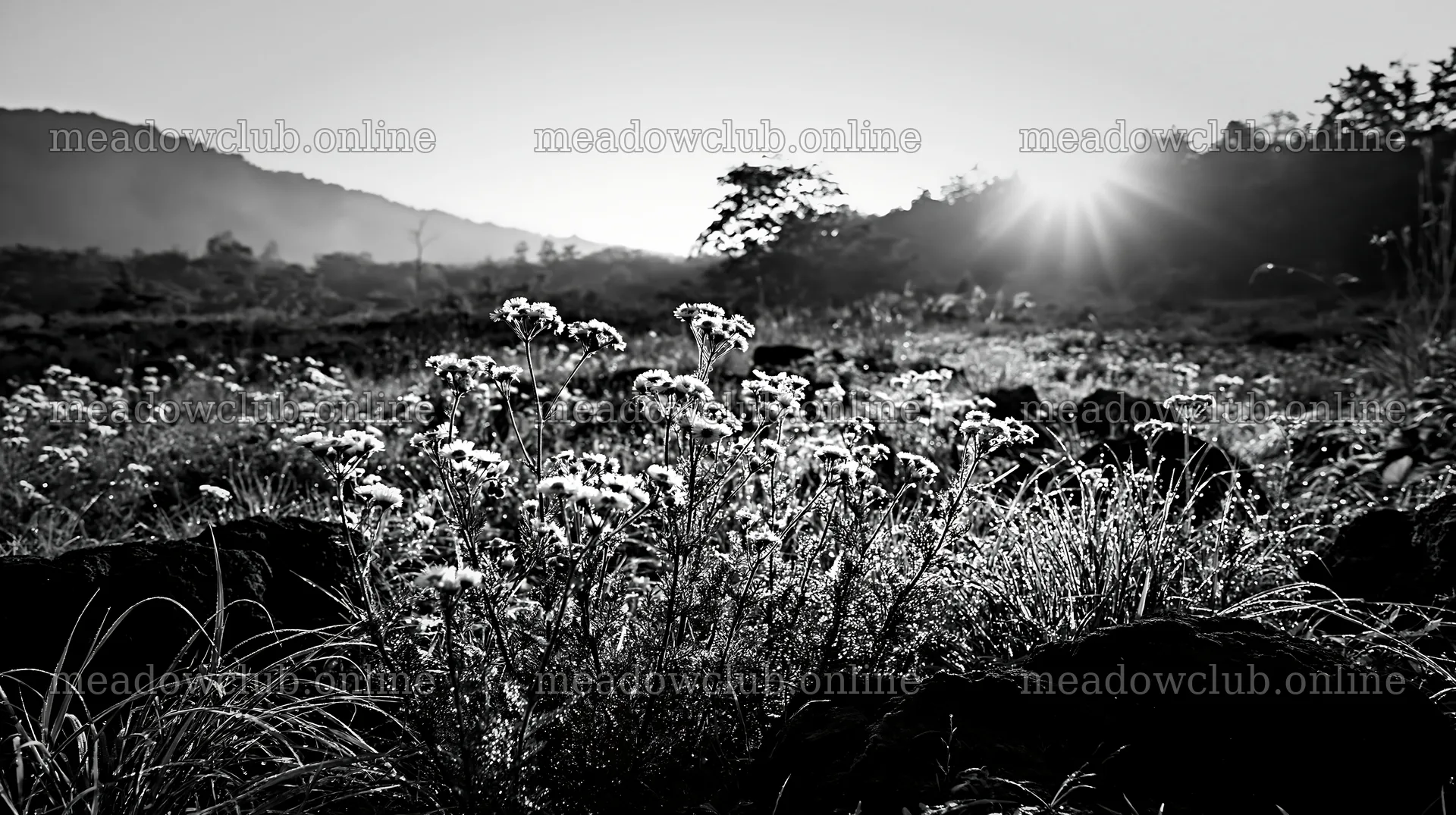 Yamanashi regenerative meadow with basalt stones and wildflowers – meadow photos 10608x5938