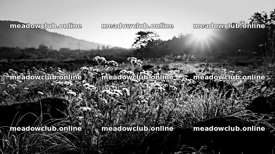 Yamanashi regenerative meadow with basalt stones and wildflowers – meadow photos 10608x5938