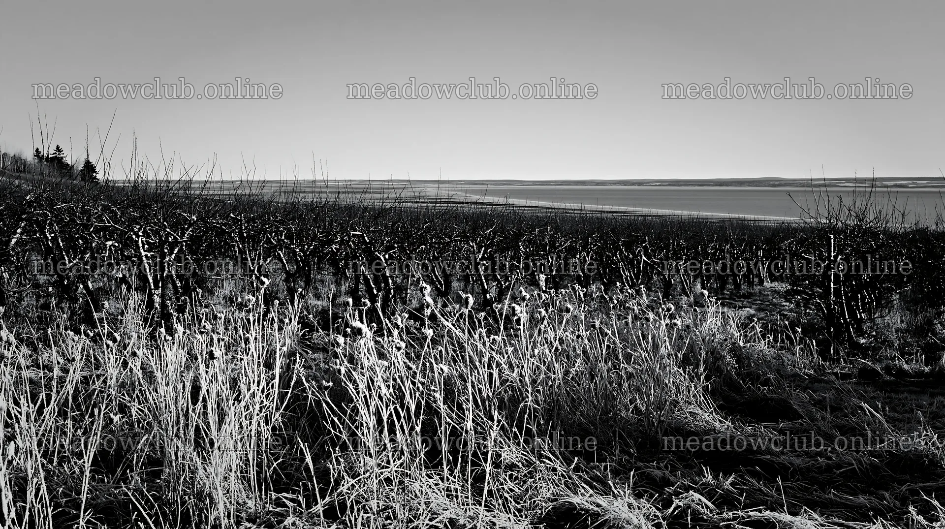 Seaside orchard meadow with bare trees and frost on the ground – meadow photos 10608x5938