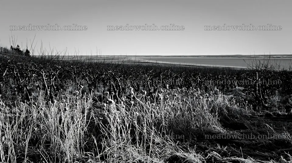 Seaside orchard meadow with bare trees and frost on the ground – meadow photos 10608x5938