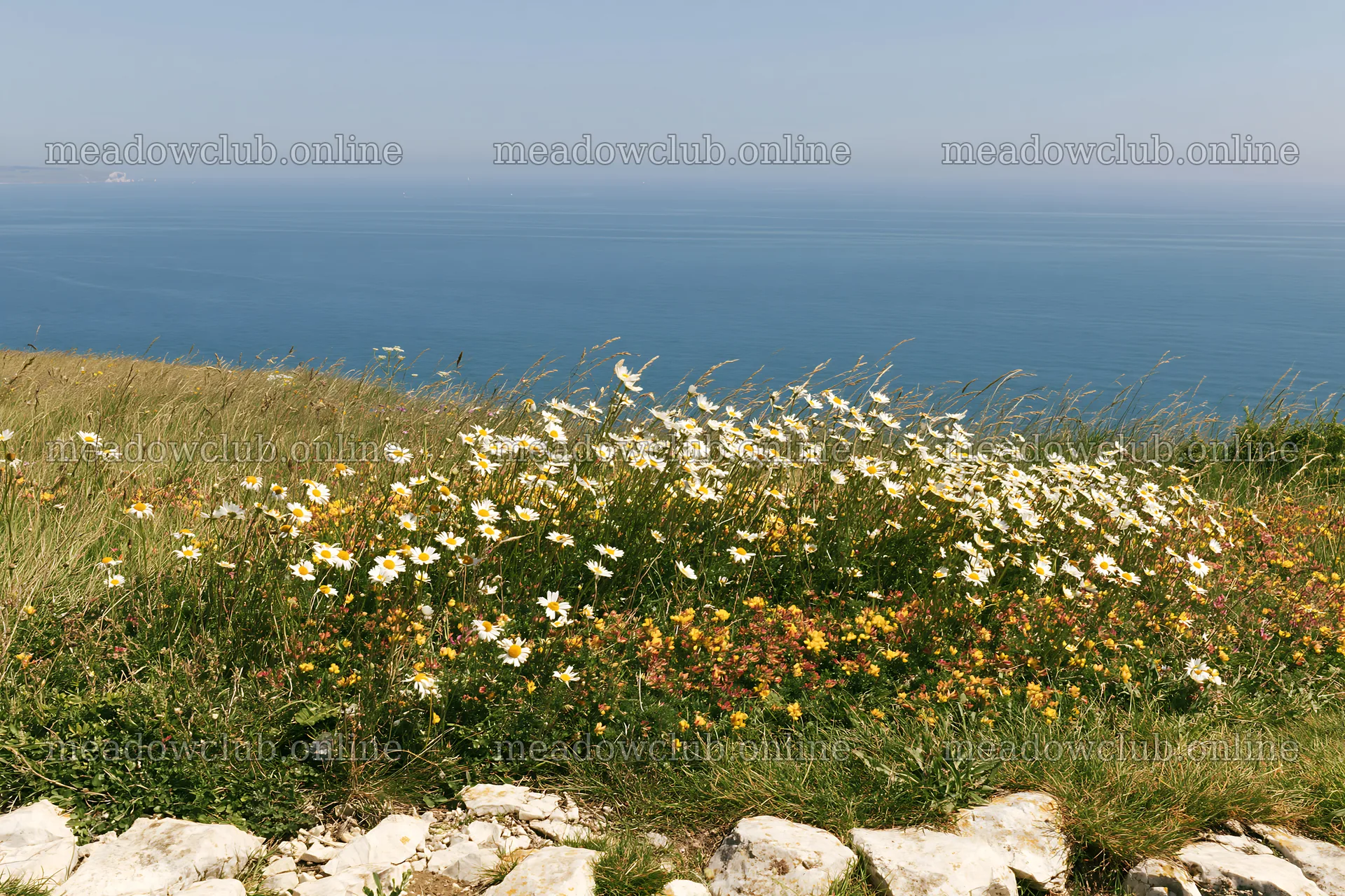 Coastal cliff meadow with flowers overlooking the sea – meadow photos 9722x6480