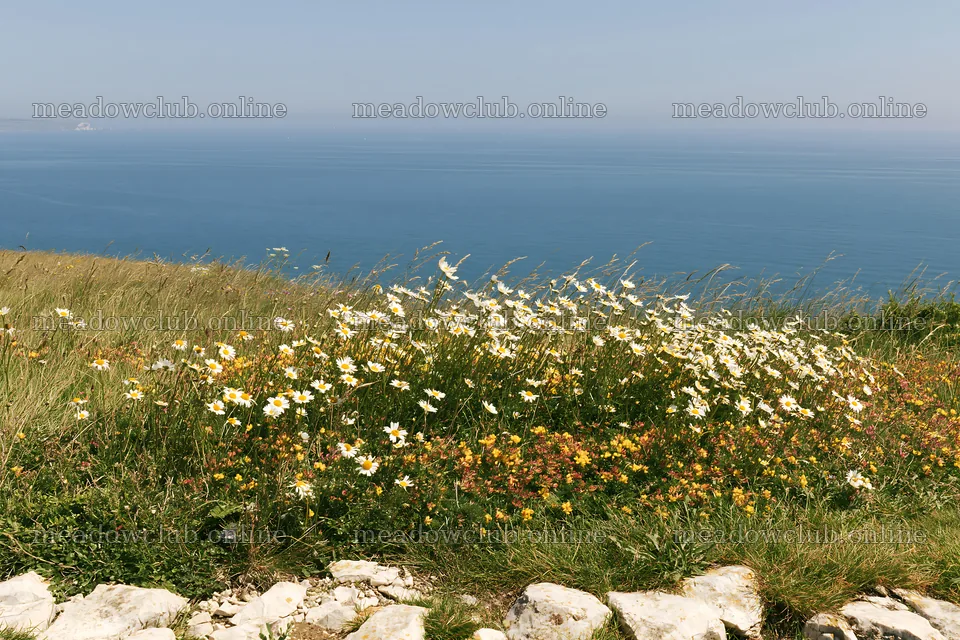 Coastal cliff meadow with flowers overlooking the sea – meadow photos 9722x6480