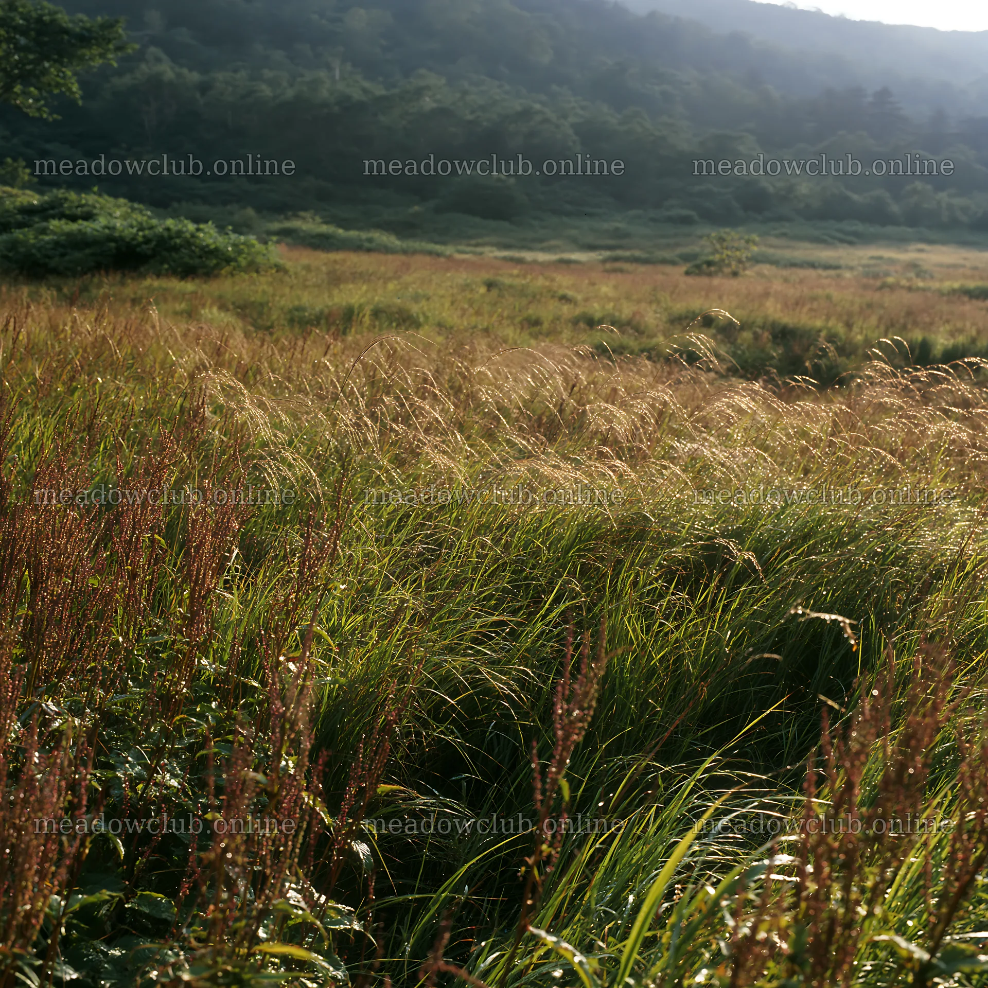 Iwate rain refreshed meadow seedhead foreground – meadow photos 7938x7938