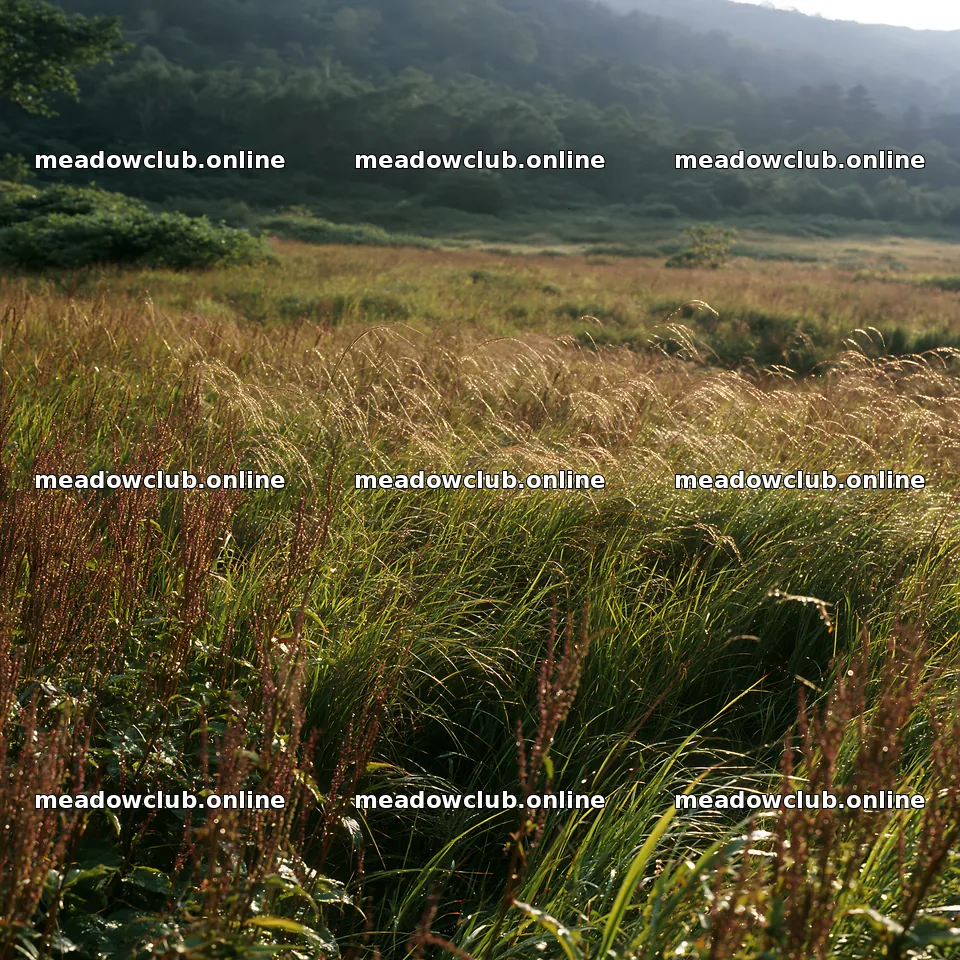 Iwate rain refreshed meadow seedhead foreground – meadow photos 7938x7938