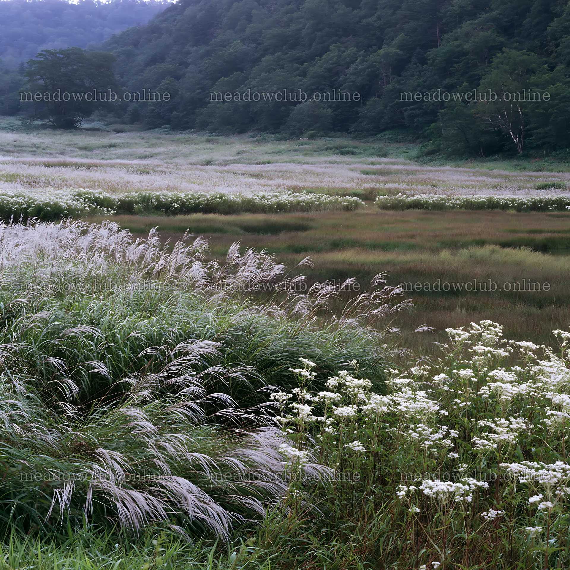 Biodiverse Nagano silver grass meadow dew captures nature's beauty – meadow photos 7938x7938