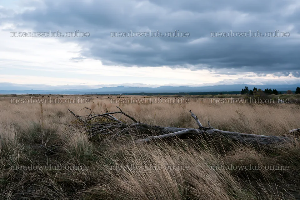 Ishikawa coastal meadow storm washed driftwood under cloudy sky – meadow photos 9722x6480