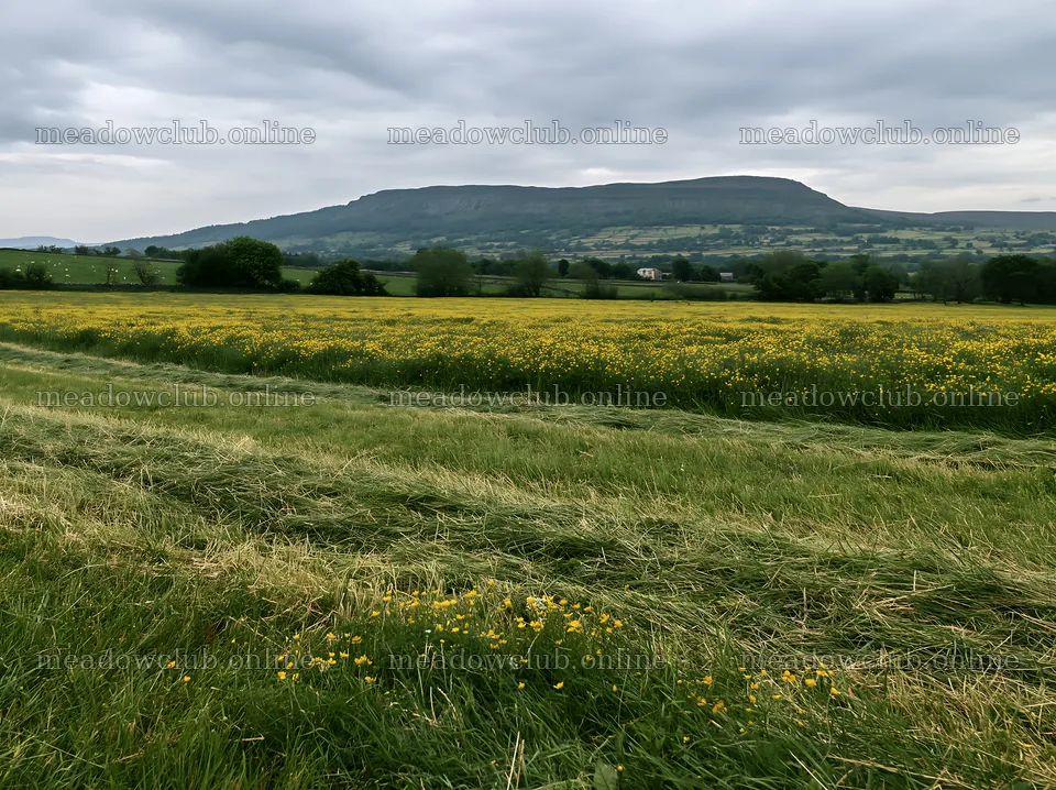 Yorkshire Dales buttercup hay meadow under grey skies – meadow photos 9174x6866