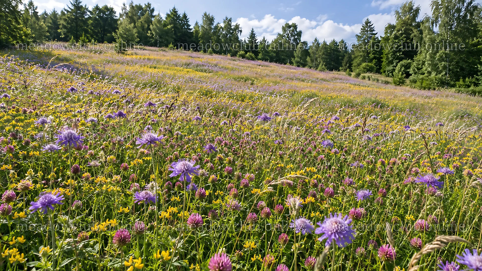 Wildflower Meadow at a Forest Edge – meadow photos 10324x5812