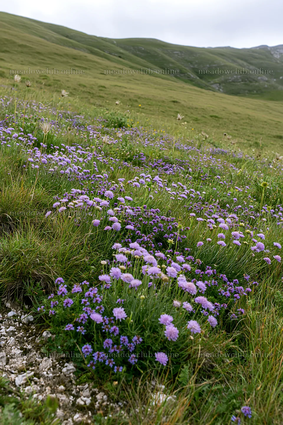 Cloudy meadow with scabious flowers on a chalk slope – meadow photos 6480x9722