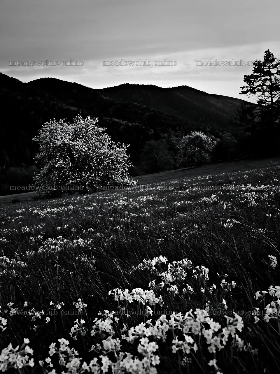 Apple meadow at sunset with trees and flowers – meadow photos 6866x9174