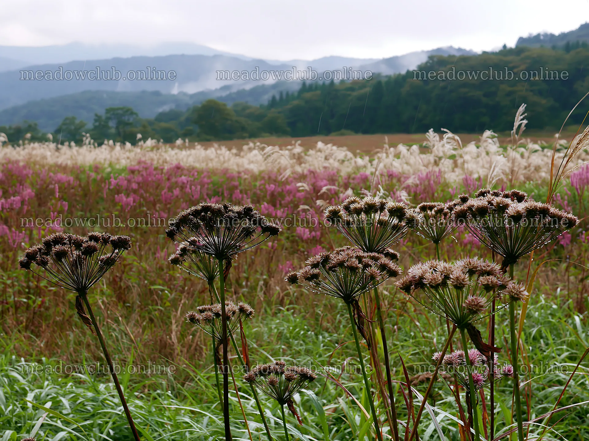 Iwate rain refreshed meadow seedhead foreground – meadow photos 9174x6866