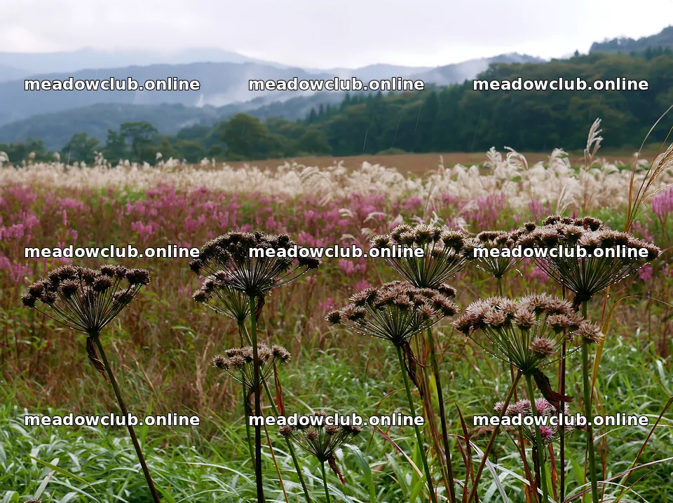 Iwate rain refreshed meadow seedhead foreground – meadow photos 9174x6866