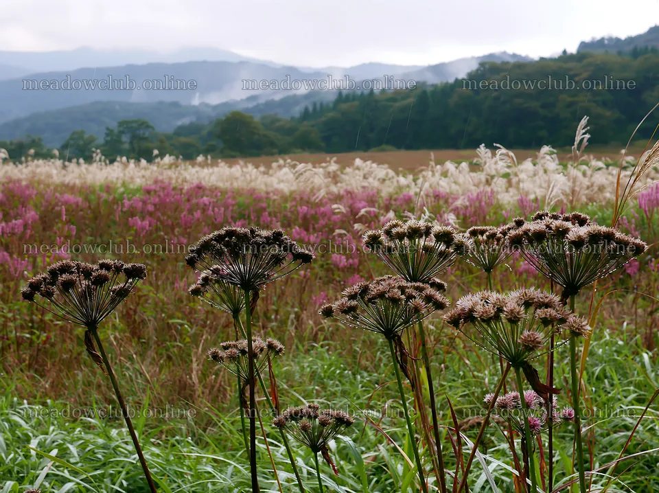 Iwate rain refreshed meadow seedhead foreground – meadow photos 9174x6866