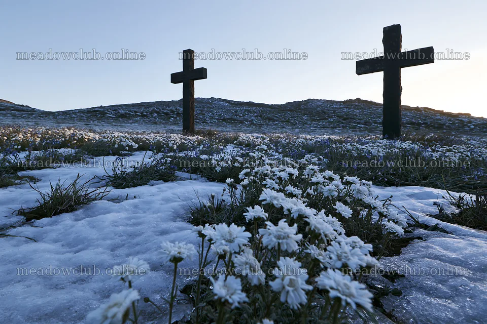 Multiple Christian crosses in snowy meadow with flowers – meadow photos 9722x6480