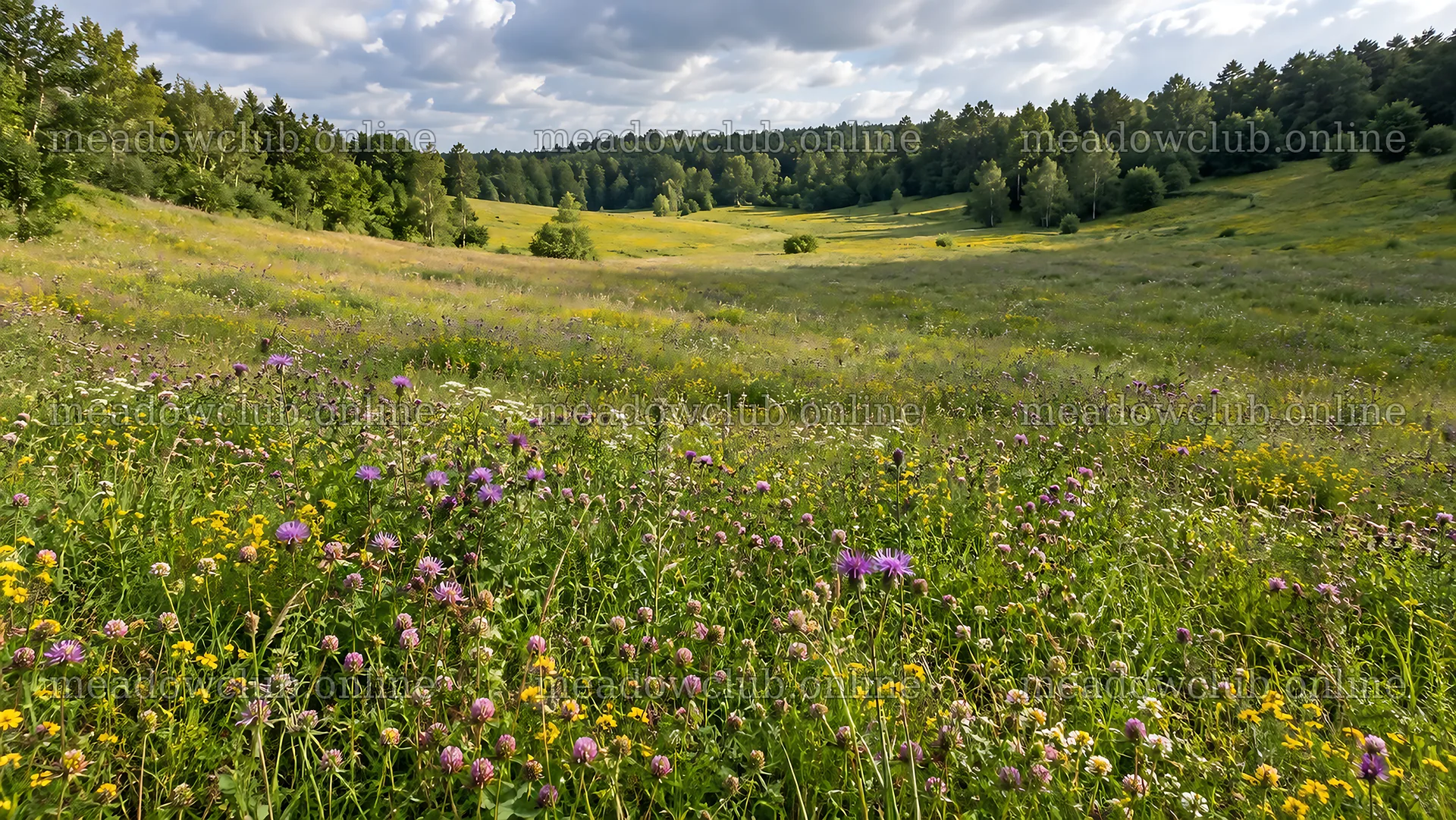 Wildflower Meadow in a Woodland Clearing – meadow photos 10324x5812