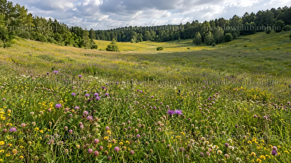Wildflower Meadow in a Woodland Clearing – meadow photos 10324x5812