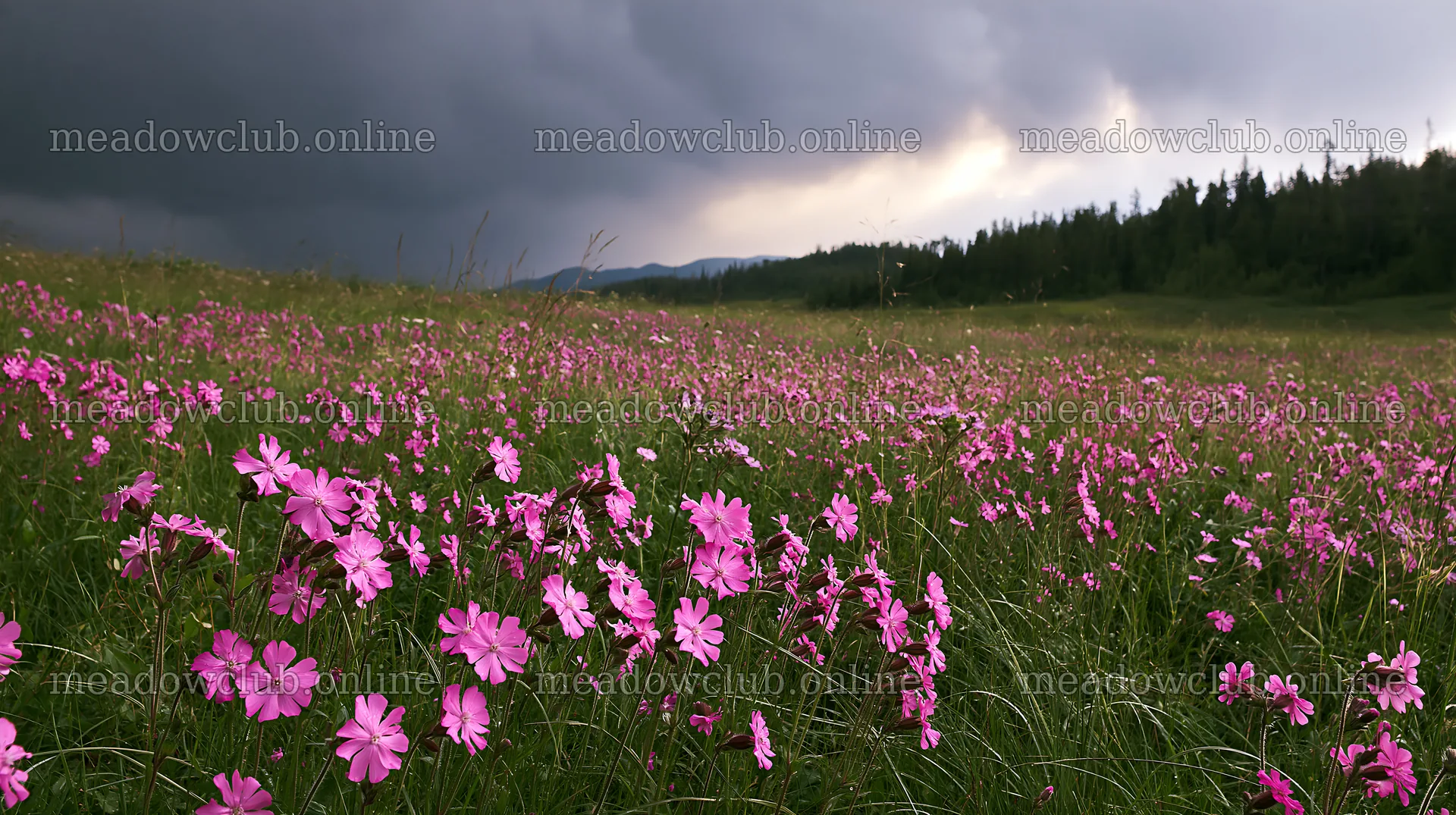 Pink campion flowers bloom in a meadow under stormy skies – meadow photos 10608x5938