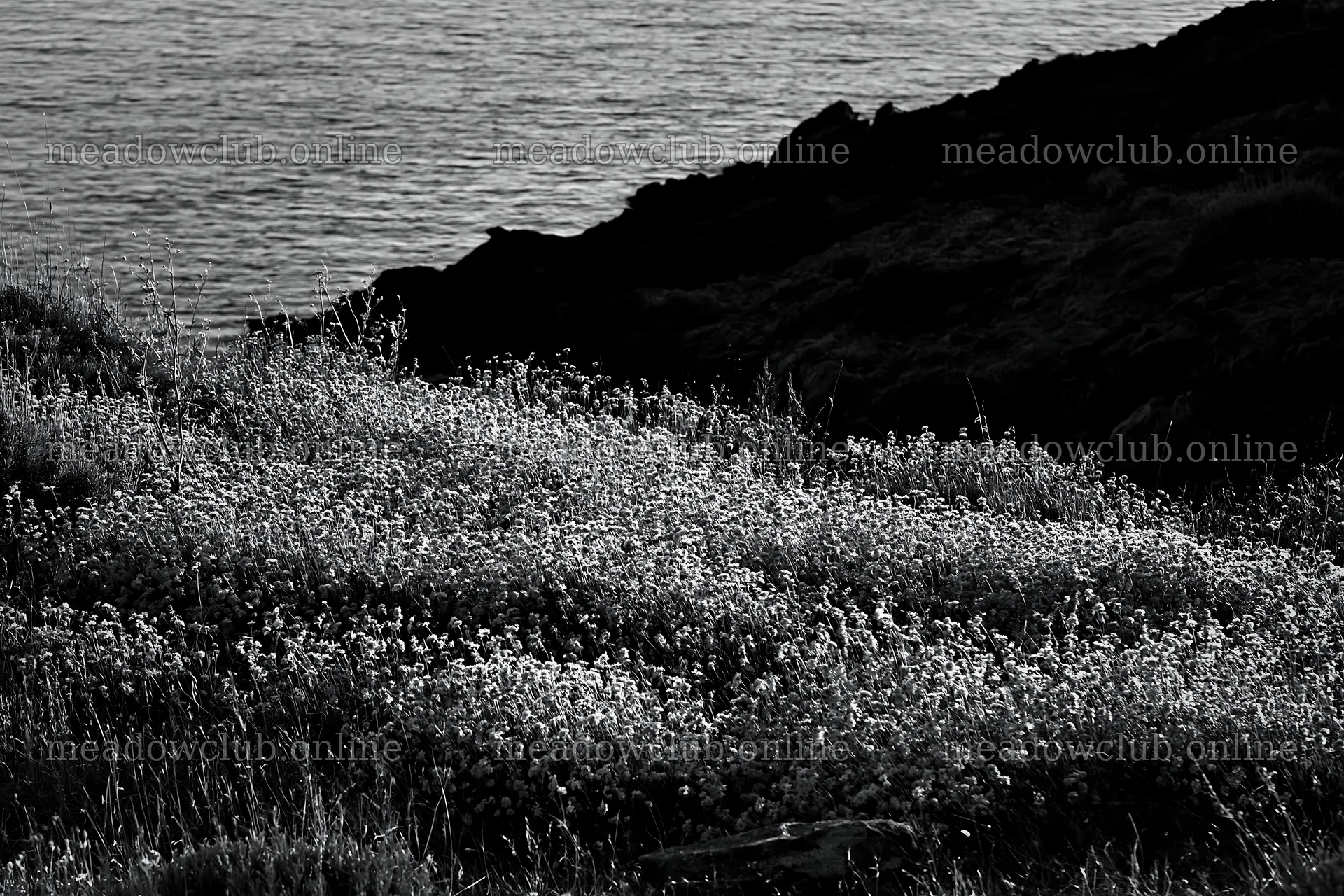 Italian meadow along rocky coast with pink flowers by the sea – meadow photos 9722x6480