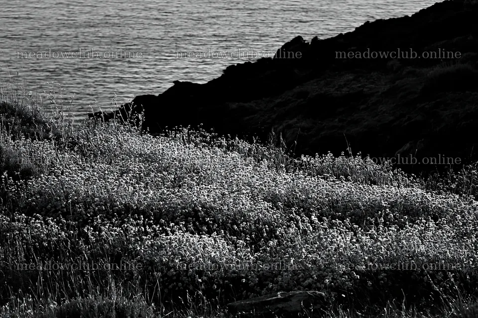 Italian meadow along rocky coast with pink flowers by the sea – meadow photos 9722x6480