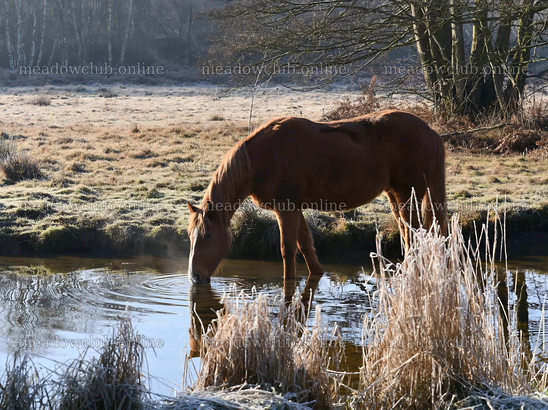 Horse drinking from a stream in a quiet meadow landscape – meadow photos 9174x6866