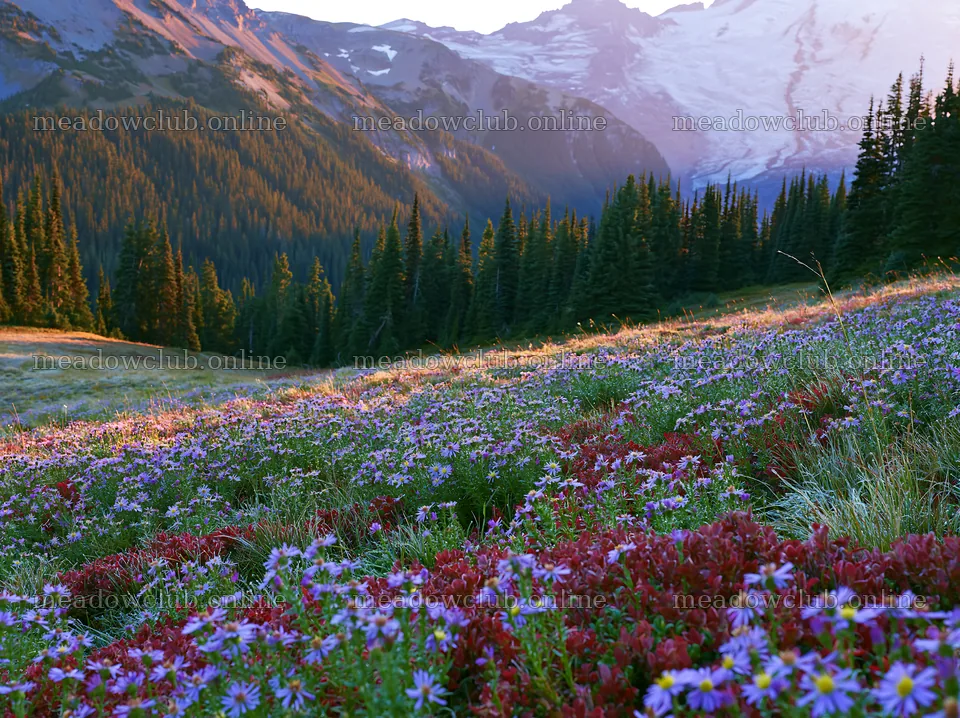 Mount Rainier wildflower meadow sunrise brings vibrant colors – meadow photos 9174x6866
