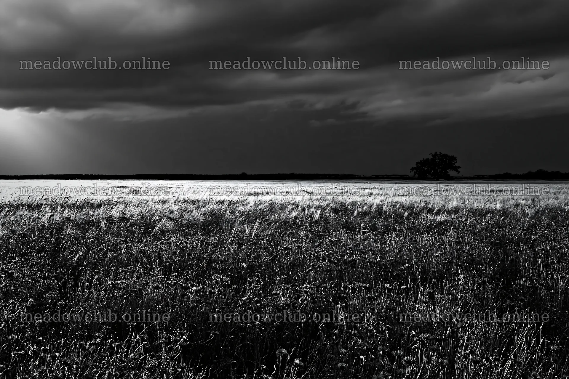 Cornflower meadow website header image with dark clouds – meadow photos 9722x6480