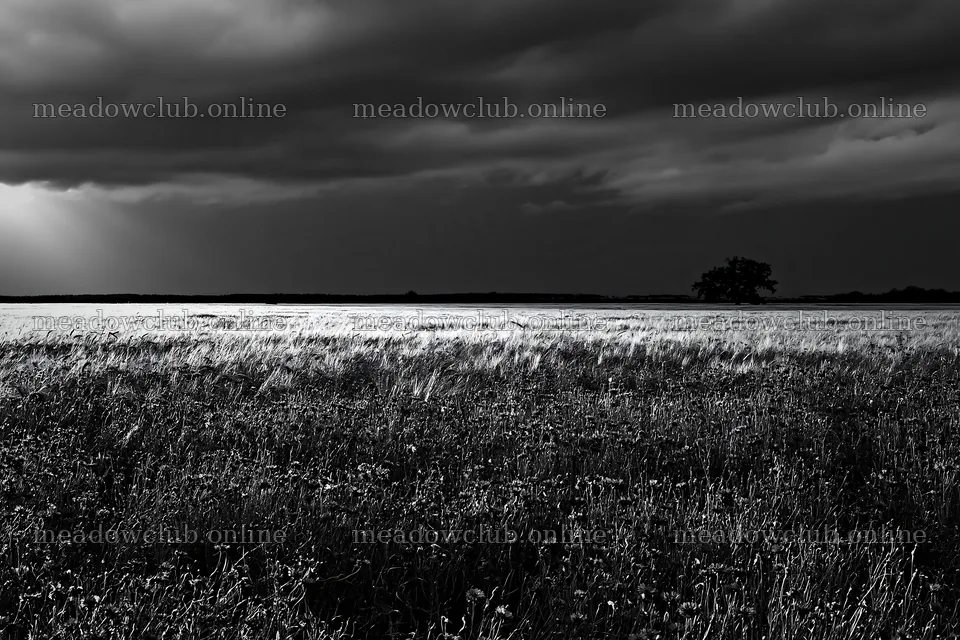 Cornflower meadow website header image with dark clouds – meadow photos 9722x6480