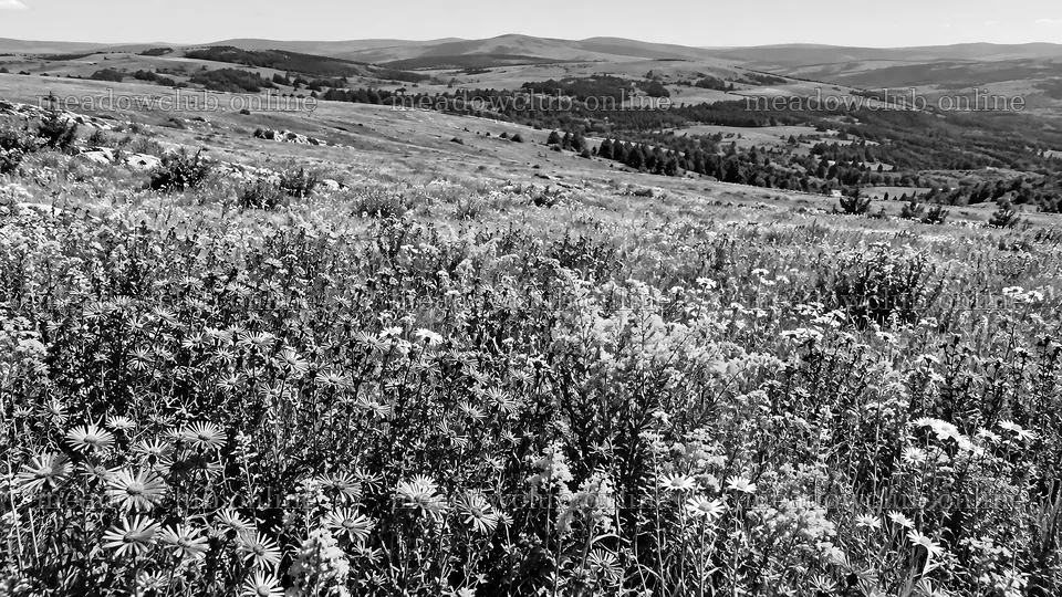 Black and White Wildflower Meadow and Rolling Hills – meadow photos 10324x5812