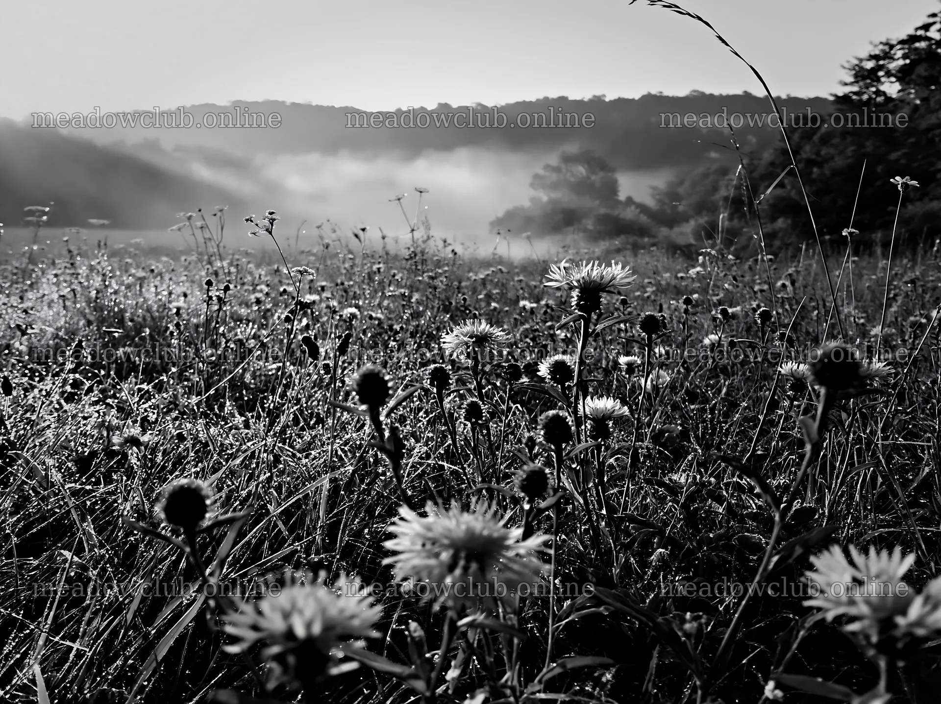 Meadow filled with knapweed in early morning light – meadow photos 9174x6866