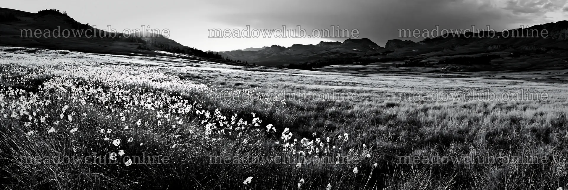 Meadow grass seedheads in black and white landscape – meadow photos 13690x4602