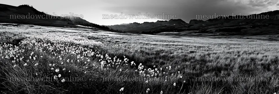 Meadow grass seedheads in black and white landscape – meadow photos 13690x4602