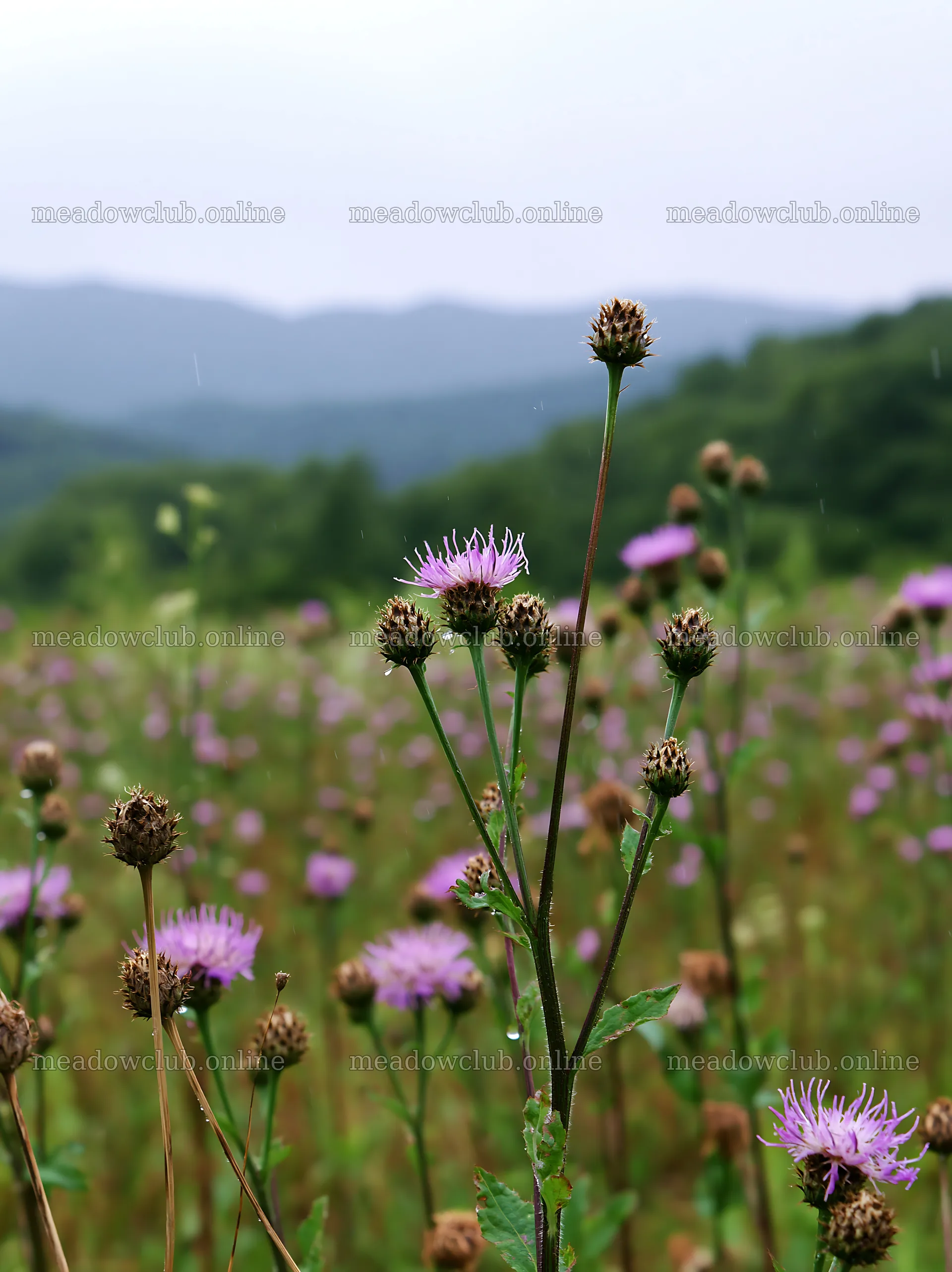 Iwate rain refreshed meadow seedhead foreground with flowers – meadow photos 6866x9174