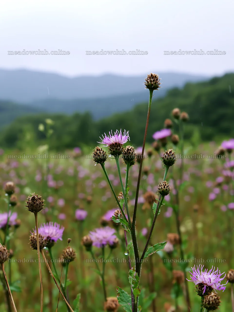 Iwate rain refreshed meadow seedhead foreground with flowers – meadow photos 6866x9174