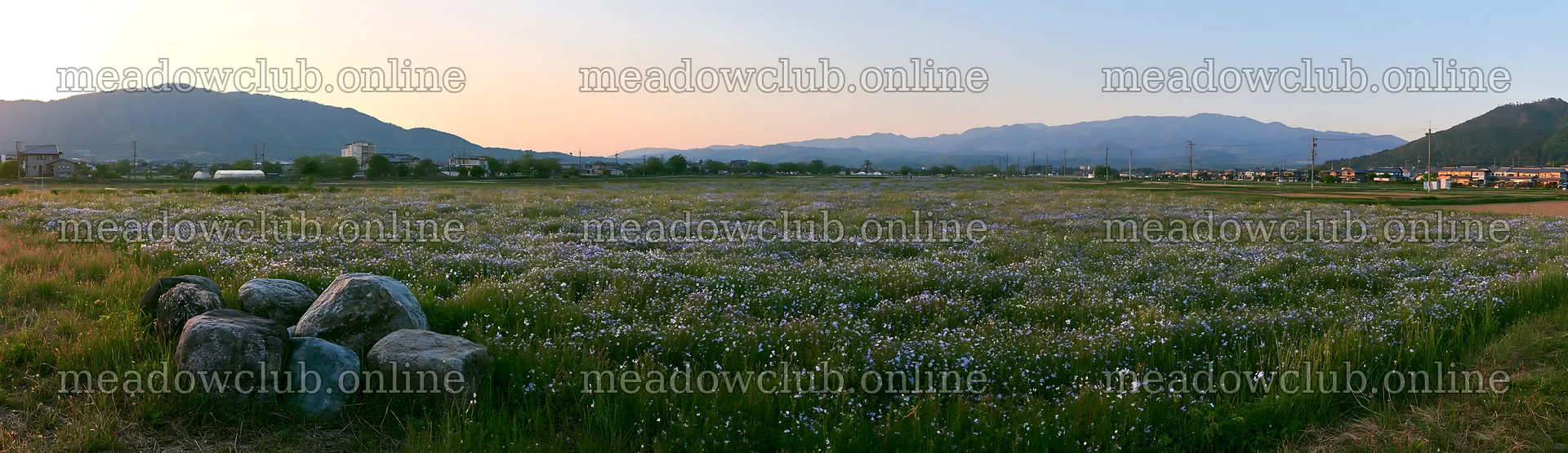Kyoto wildflower meadow with stones at sunset – meadow photos 14762x4268