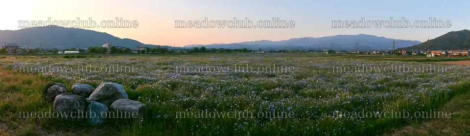 Kyoto wildflower meadow with stones at sunset – meadow photos 14762x4268